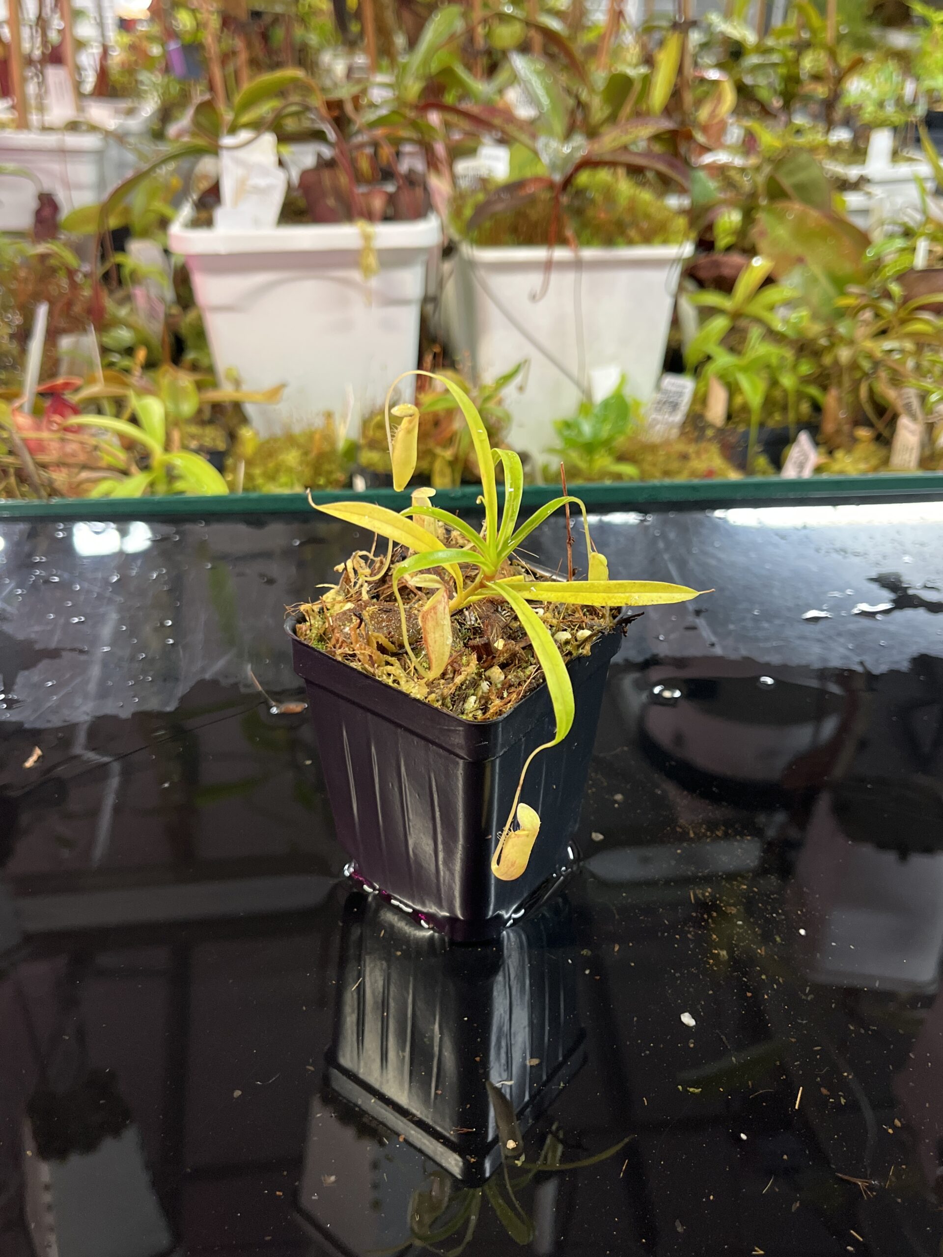 Close Up of Nepenthes glabrata | Florae Collaborative | FC-075.IC | H25742
