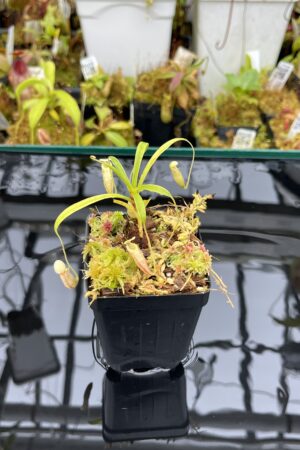 Close Up of Nepenthes glabrata | Florae Collaborative | FC-075.IC | H25949