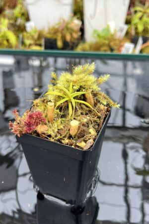 Close Up of Nepenthes glabrata {seedgrown, Tonusu Tentena, Central Sulawesi, Indonesia} | Best Carnivorous Plants | BCP-2199 | H25946