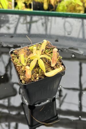 Close Up of Nepenthes glandulifera (Hort.) | Jeremiah Harris | JH-495 | H25688
