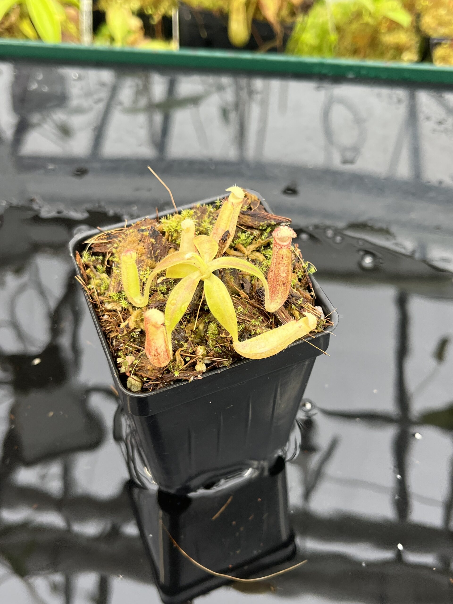 Close Up of Nepenthes glandulifera (Hort.) | Jeremiah Harris | JH-495 | H25688