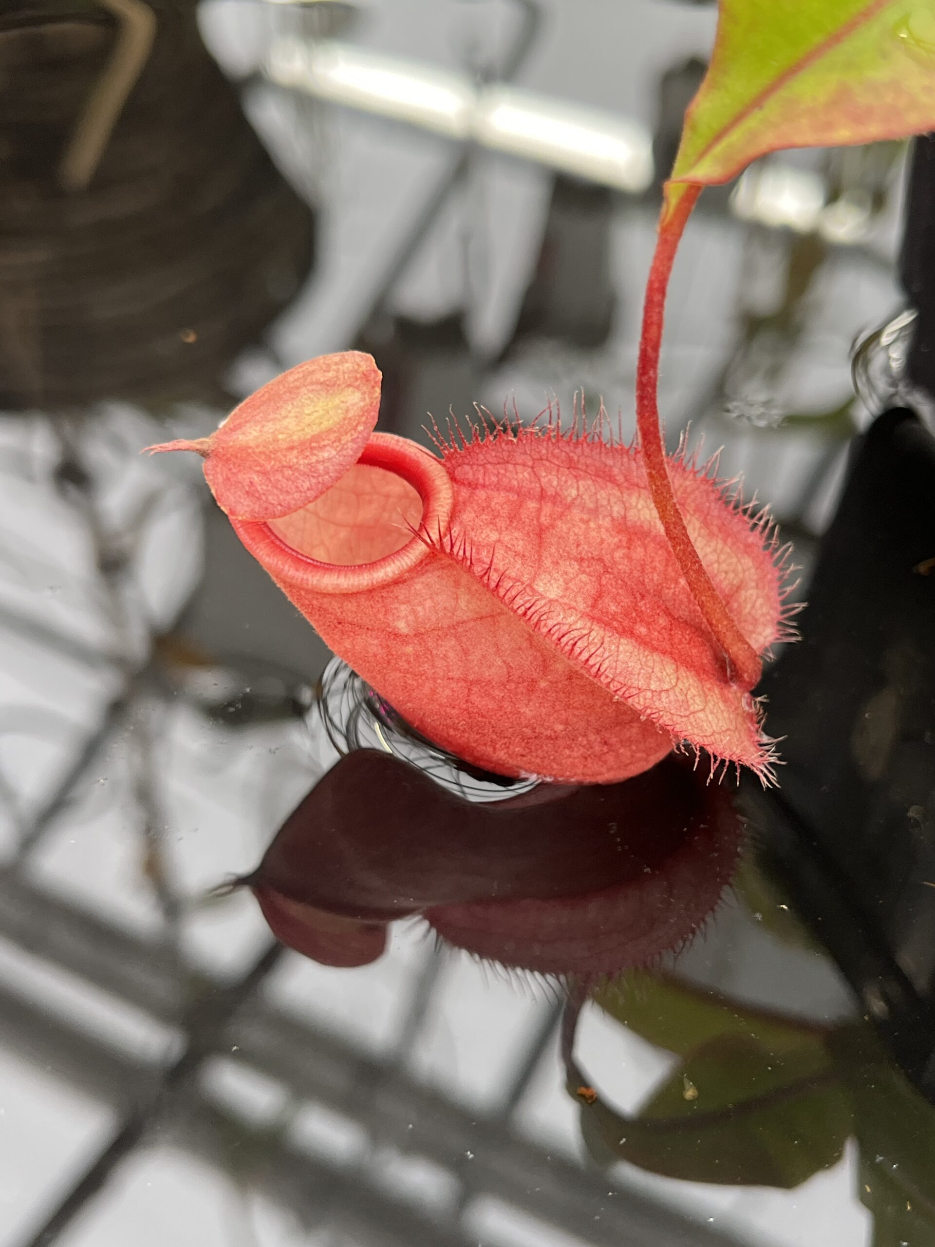 Close Up of Nepenthes globosa x hemsleyana | Manny Herrera | | L25764