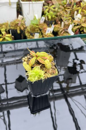 Close Up of Nepenthes gymnamphora | Borneo Exotics | BE-4687 | H25929