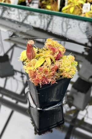 Close Up of Nepenthes hamata Katopasa | Clone 2 | Jeremiah Harris | JH-337.02 | H25876