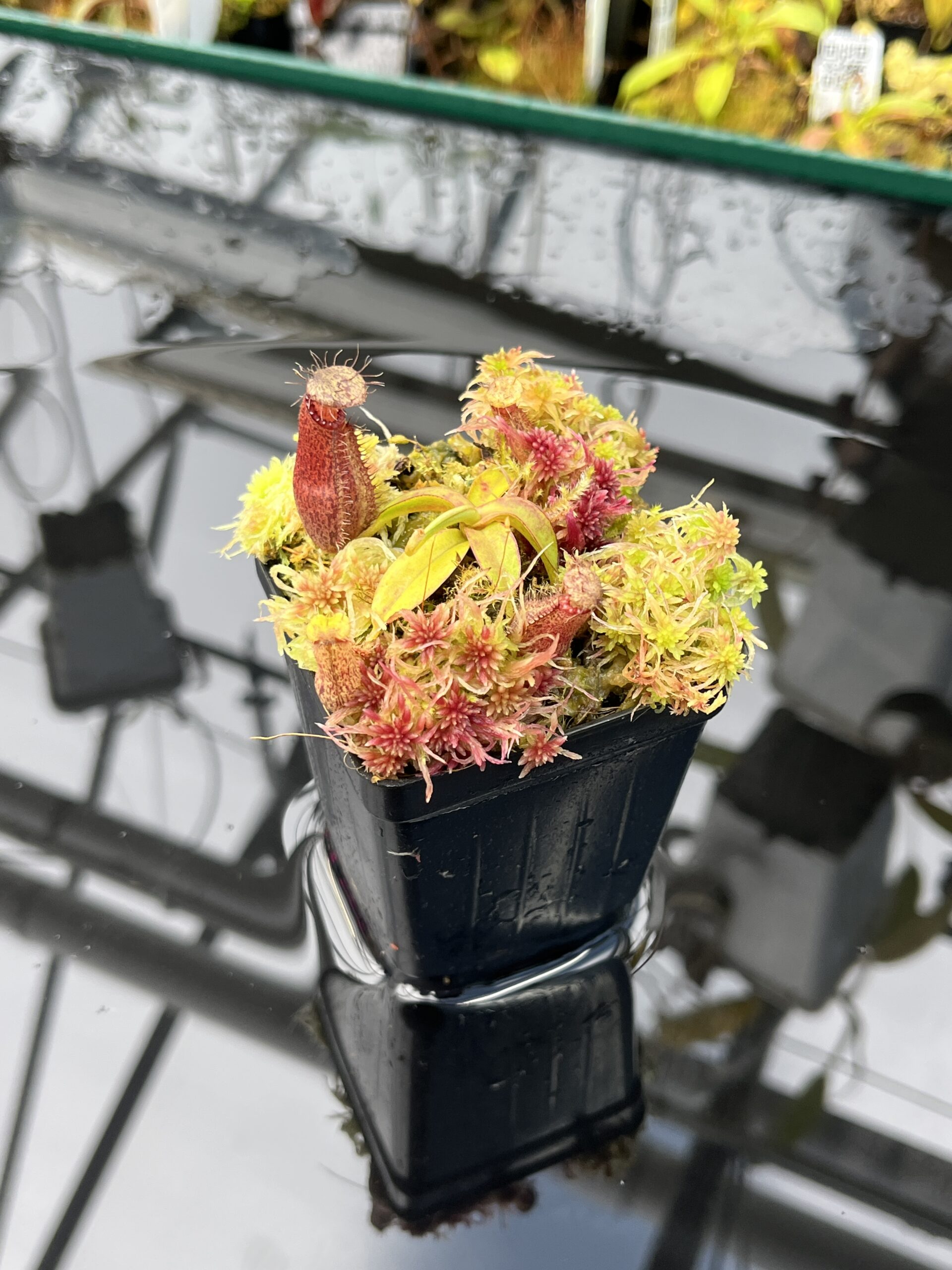 Close Up of Nepenthes hamata Katopasa | Clone 2 | Jeremiah Harris | JH-337.02 | H25876