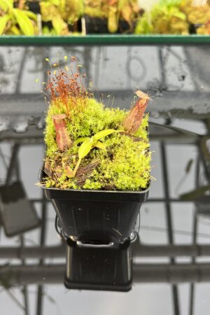 Close Up of Nepenthes hamata Katopasa | JH | Clone 2 | Jeremiah Harris | JH-337.02 | H25707