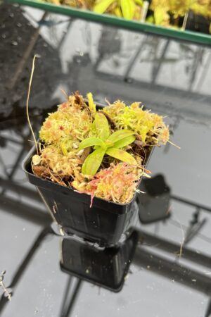 Close Up of Nepenthes hamata (katopasa) x edwardsiana| Clone 4 | Florae Collaborative | FC-266.04 | H25704