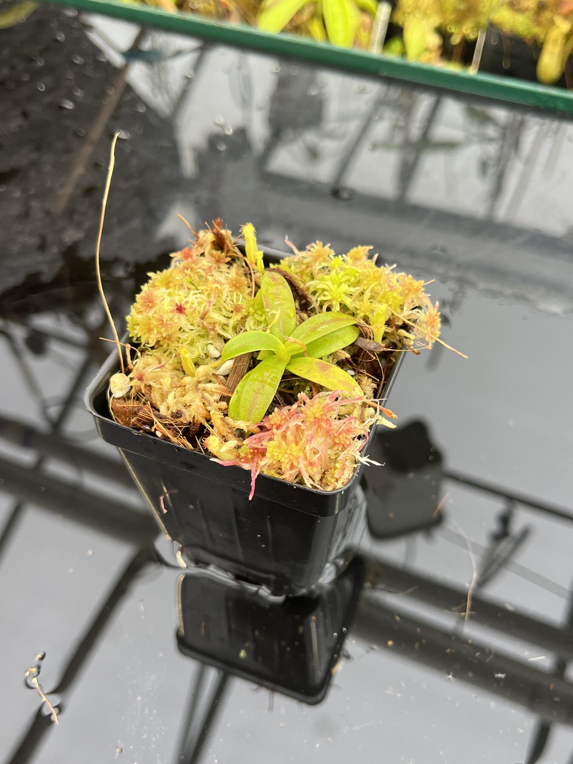 Close Up of Nepenthes hamata (katopasa) x edwardsiana| Clone 4 | Florae Collaborative | FC-266.04 | H25704