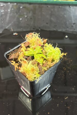 Close Up of Nepenthes hamata (katopasa) x edwardsiana| Clone 4 | Florae Collaborative | FC-266.04 | H25741