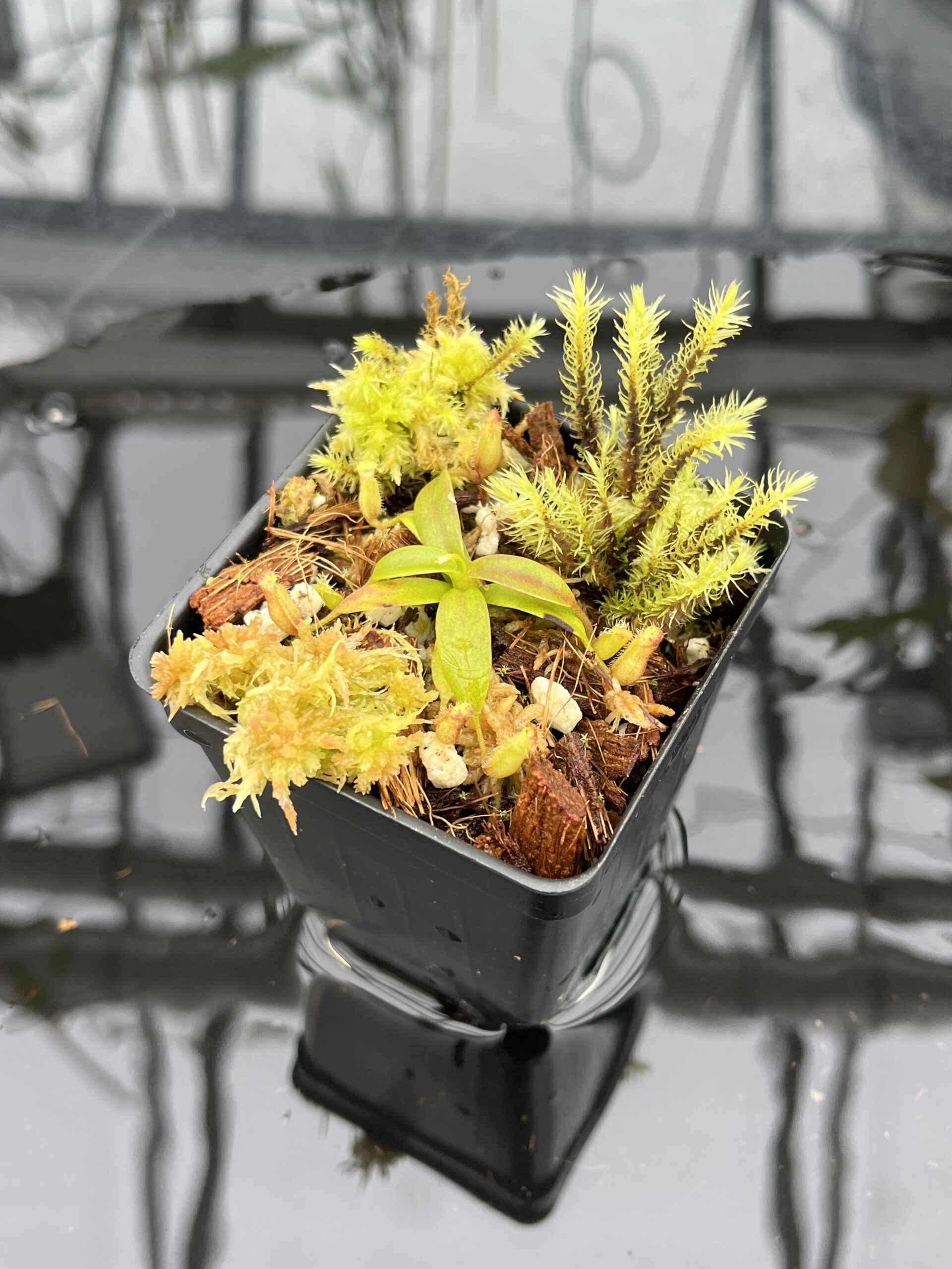 Close Up of Nepenthes hamata (katopasa) x edwardsiana| Clone 4 | Florae Collaborative | FC-266.04 | H25796