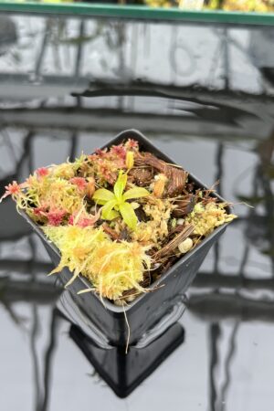 Close Up of Nepenthes hamata (katopasa) x edwardsiana| Clone 4 | Florae Collaborative | FC-266.04 | H25938