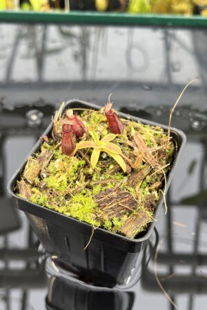 Close Up of Nepenthes hamata katopasa x hamata katopasa | JH | Clone 1 | Jeremiah Harris | JH-337.01 | H25690