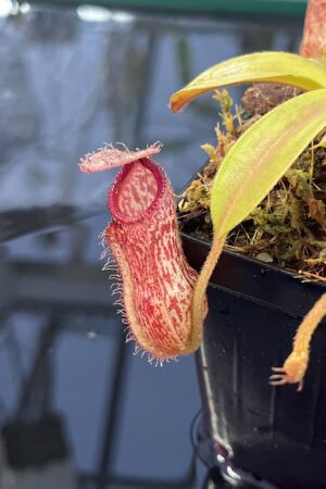 Close Up of Nepenthes hamata x klossii | Borneo Exotics | BE-4562 | IN25727