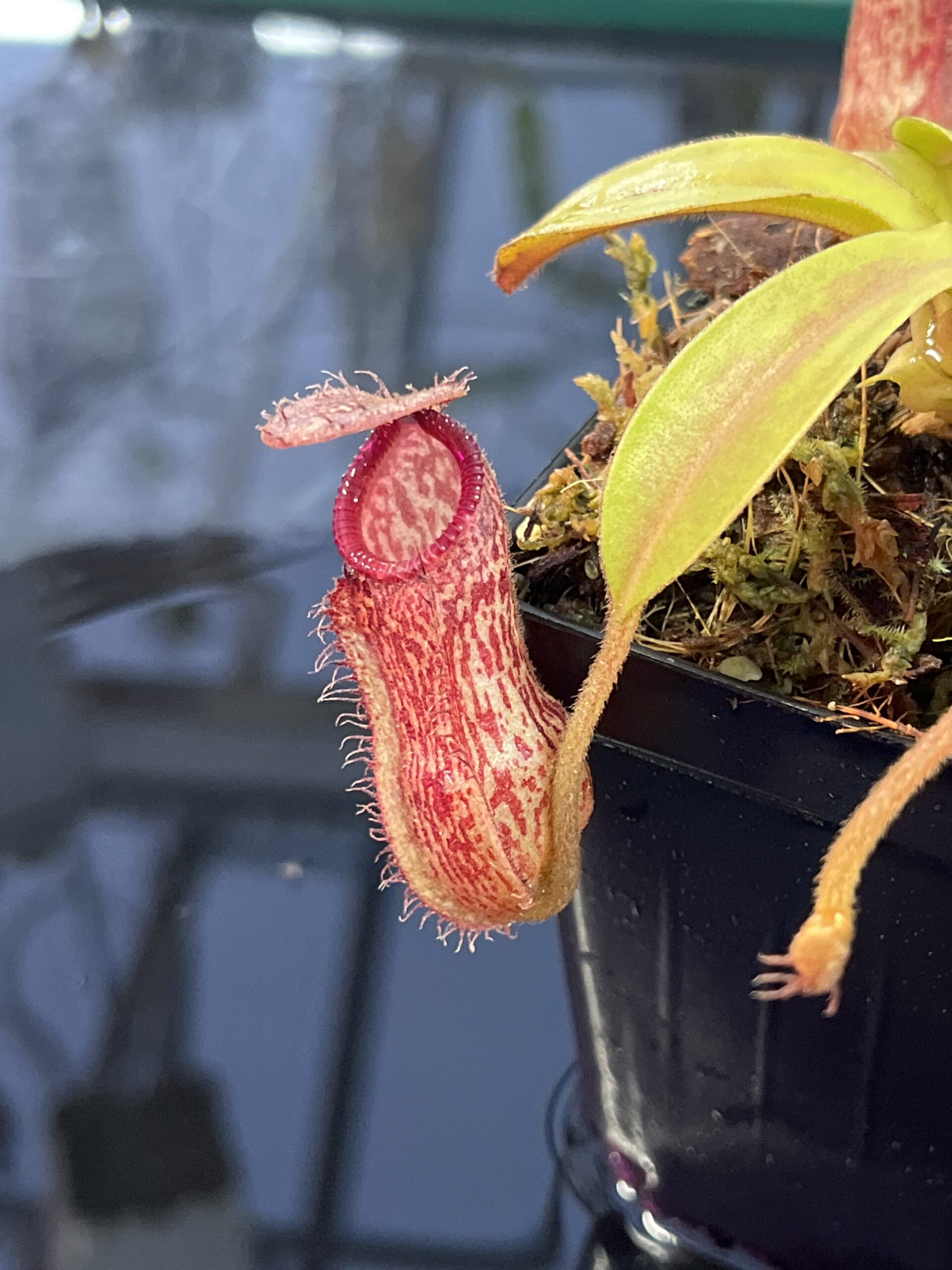 Close Up of Nepenthes hamata x klossii | Borneo Exotics | BE-4562 | IN25727