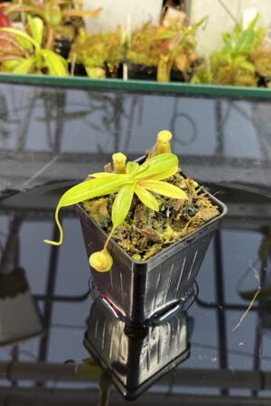 Close Up of Nepenthes insignis | Borneo Exotics | BE-3089 | L25725