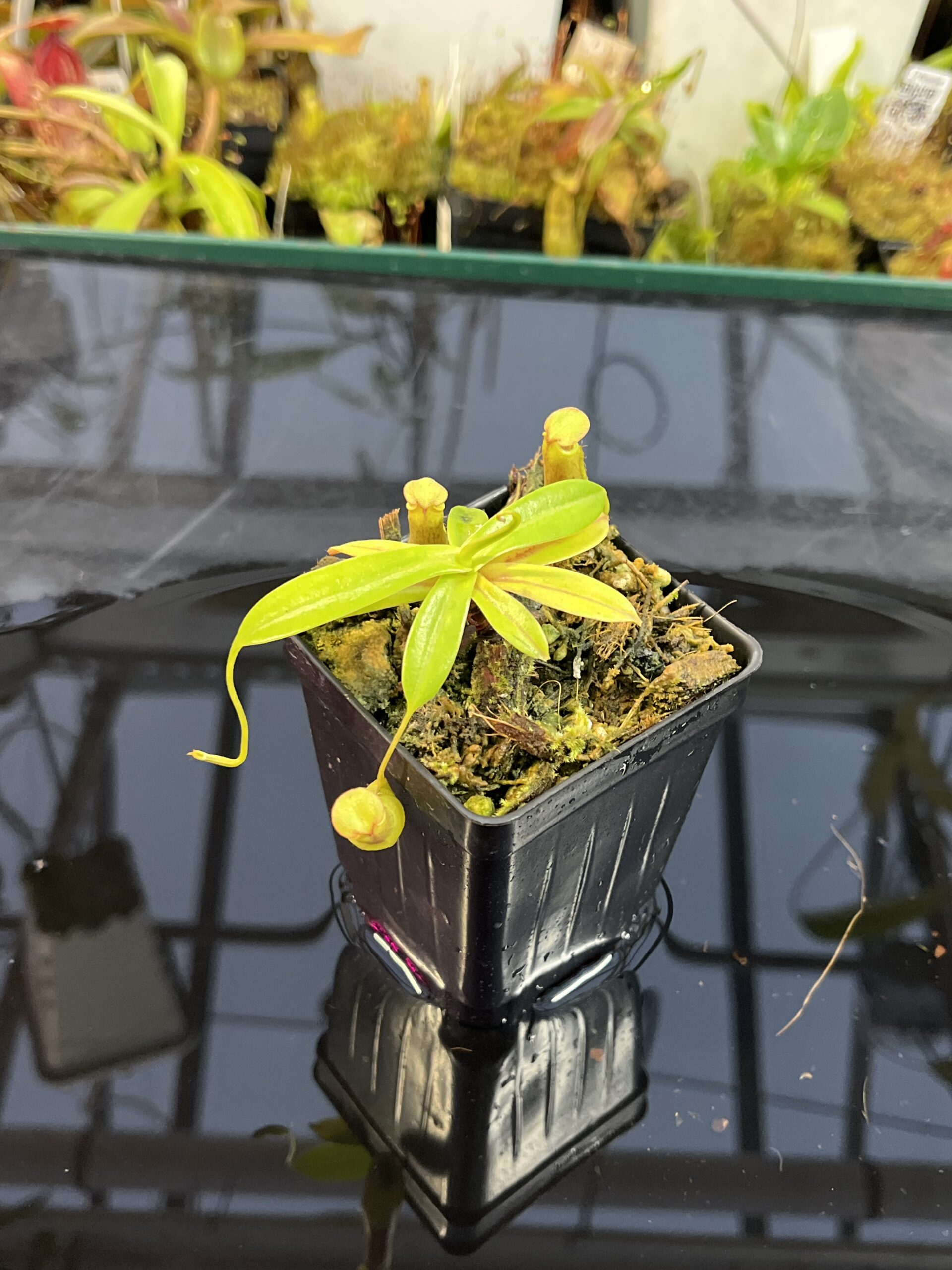 Close Up of Nepenthes insignis | Borneo Exotics | BE-3089 | L25725