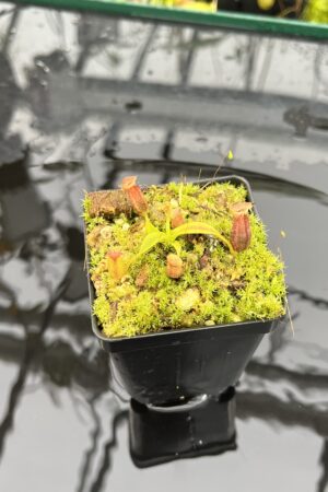 Close Up of Nepenthes izumiae x villosa | Jeremiah Harris | Assorted Clones | Jeremiah Harris | JH-377 | H25697