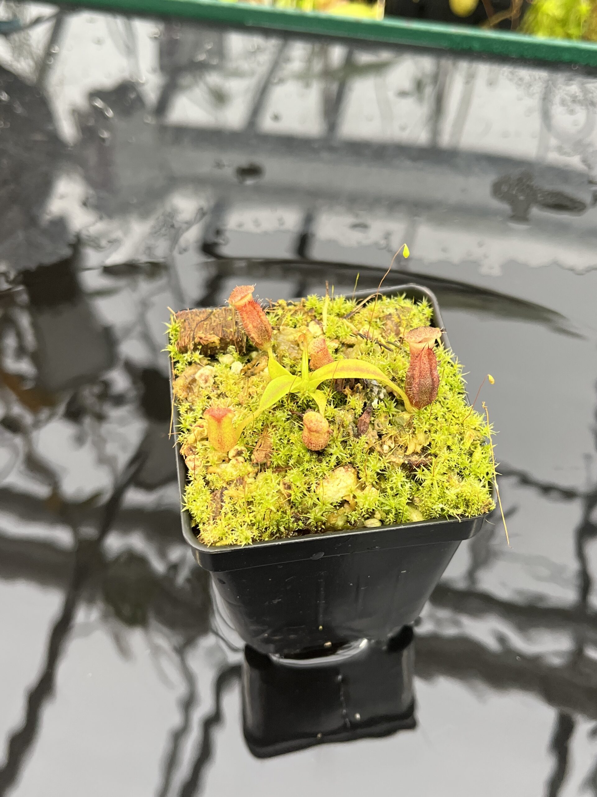 Close Up of Nepenthes izumiae x villosa | Jeremiah Harris | Assorted Clones | Jeremiah Harris | JH-377 | H25697
