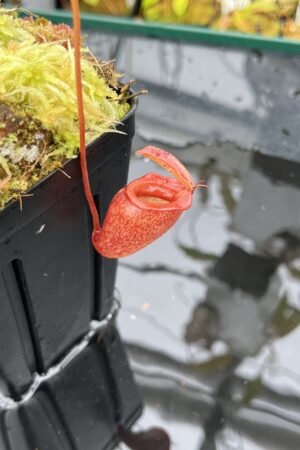 Close Up of Nepenthes jacquelineae | Borneo Exotics | BE-3874 | H25859
