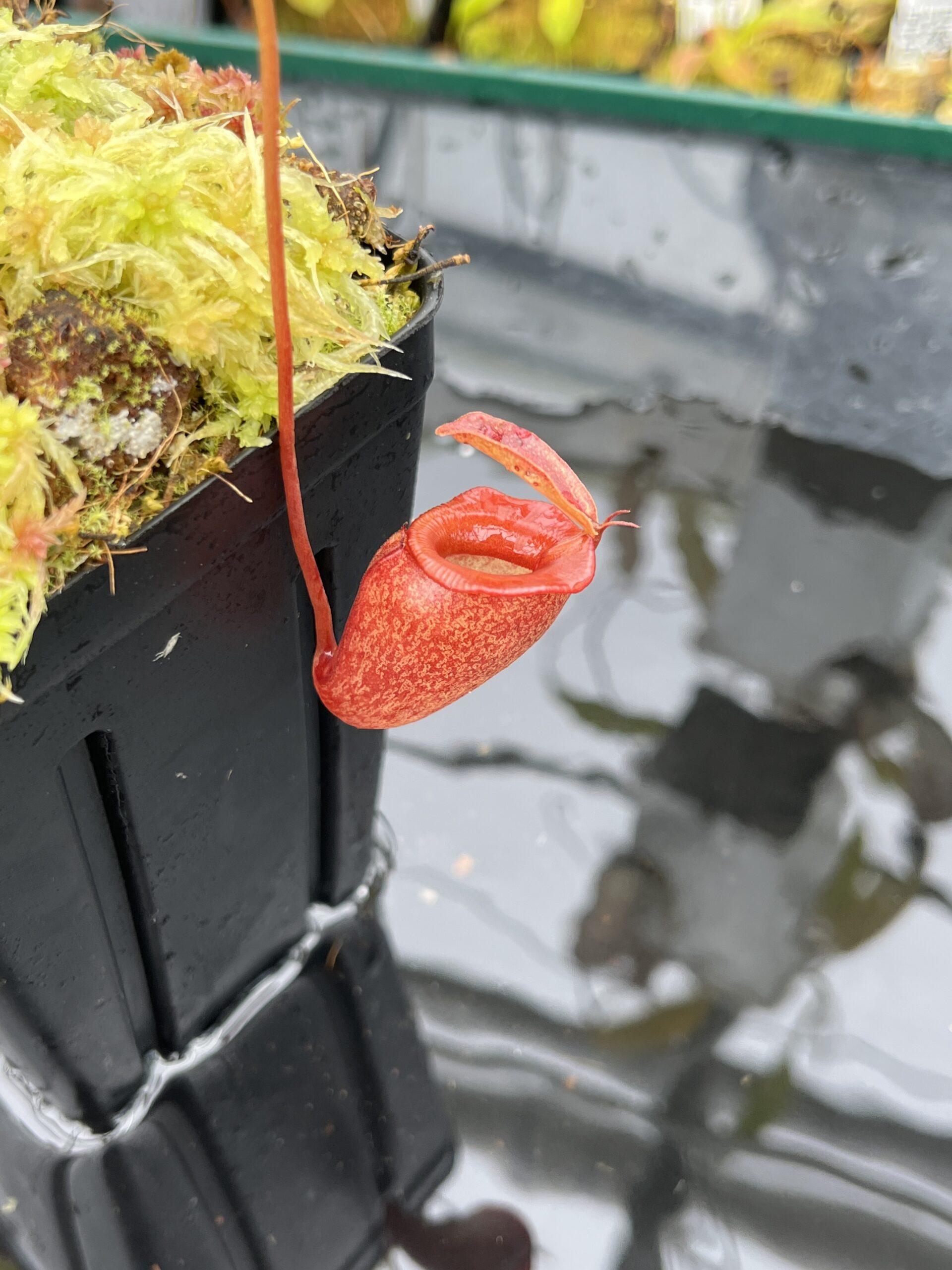 Close Up of Nepenthes jacquelineae | Borneo Exotics | BE-3874 | H25859