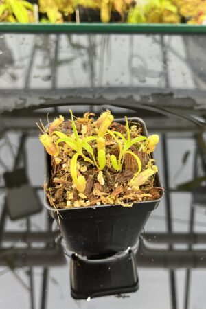 Close Up of Nepenthes jamban | Florae Collaborative | FC-026.IC | H25709