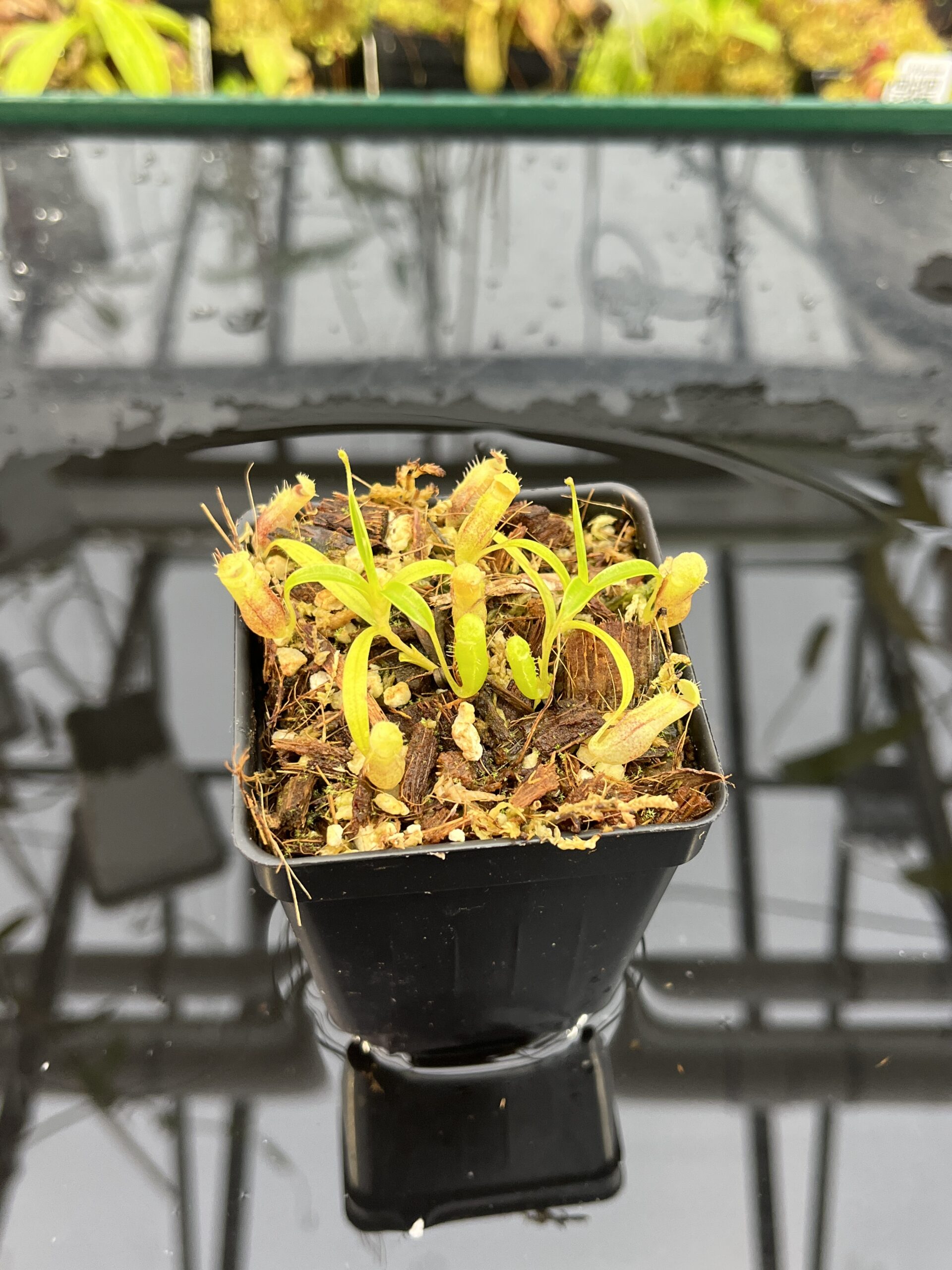 Close Up of Nepenthes jamban | Florae Collaborative | FC-026.IC | H25709