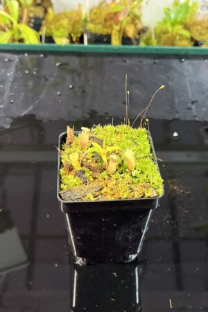 Close Up of Nepenthes jamban | Florae Collaborative | FC-026.IC | H25713