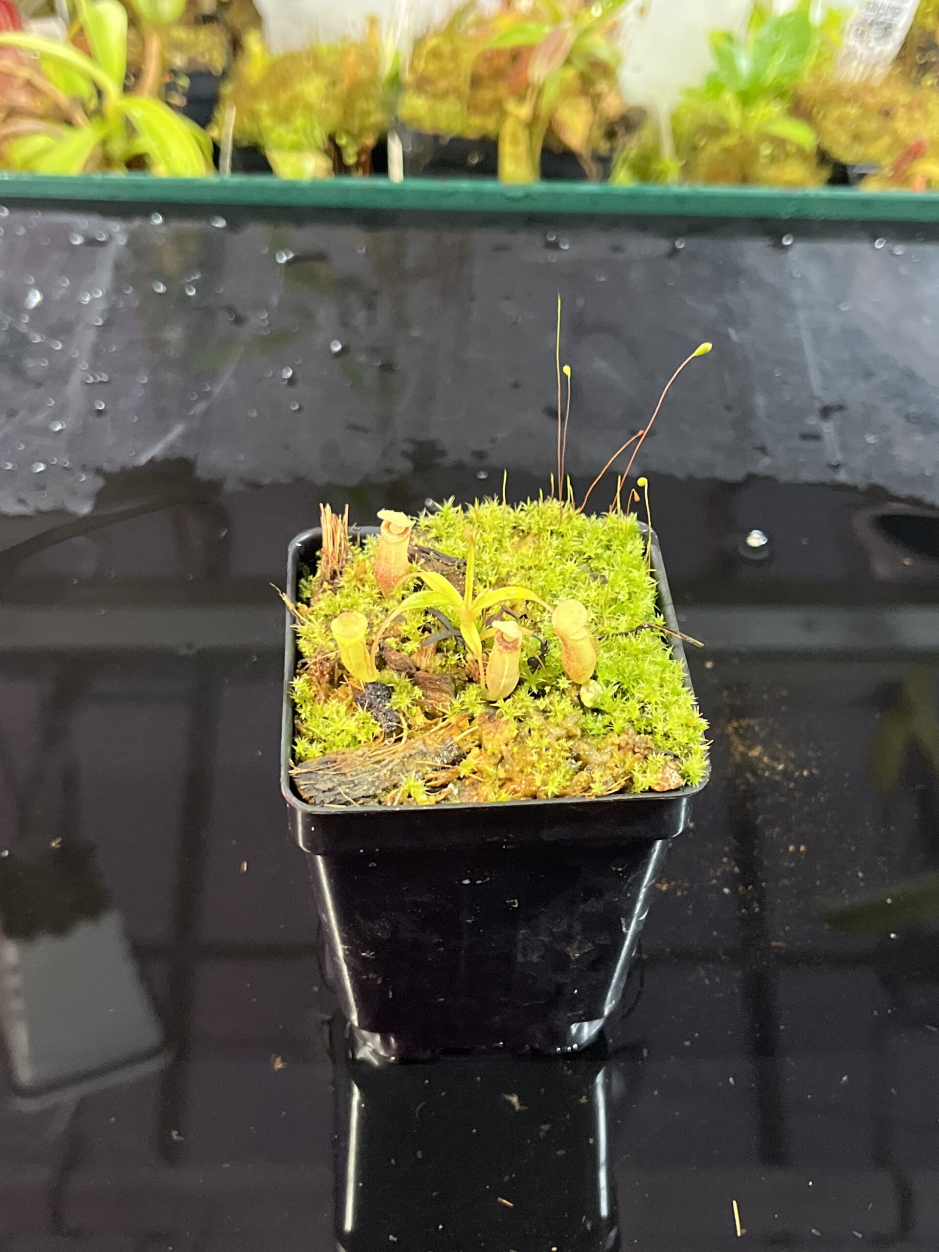 Close Up of Nepenthes jamban | Florae Collaborative | FC-026.IC | H25713