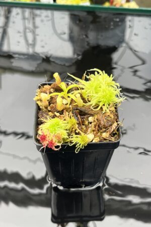 Close Up of Nepenthes jamban | Florae Collaborative | FC-026.IC | H25834