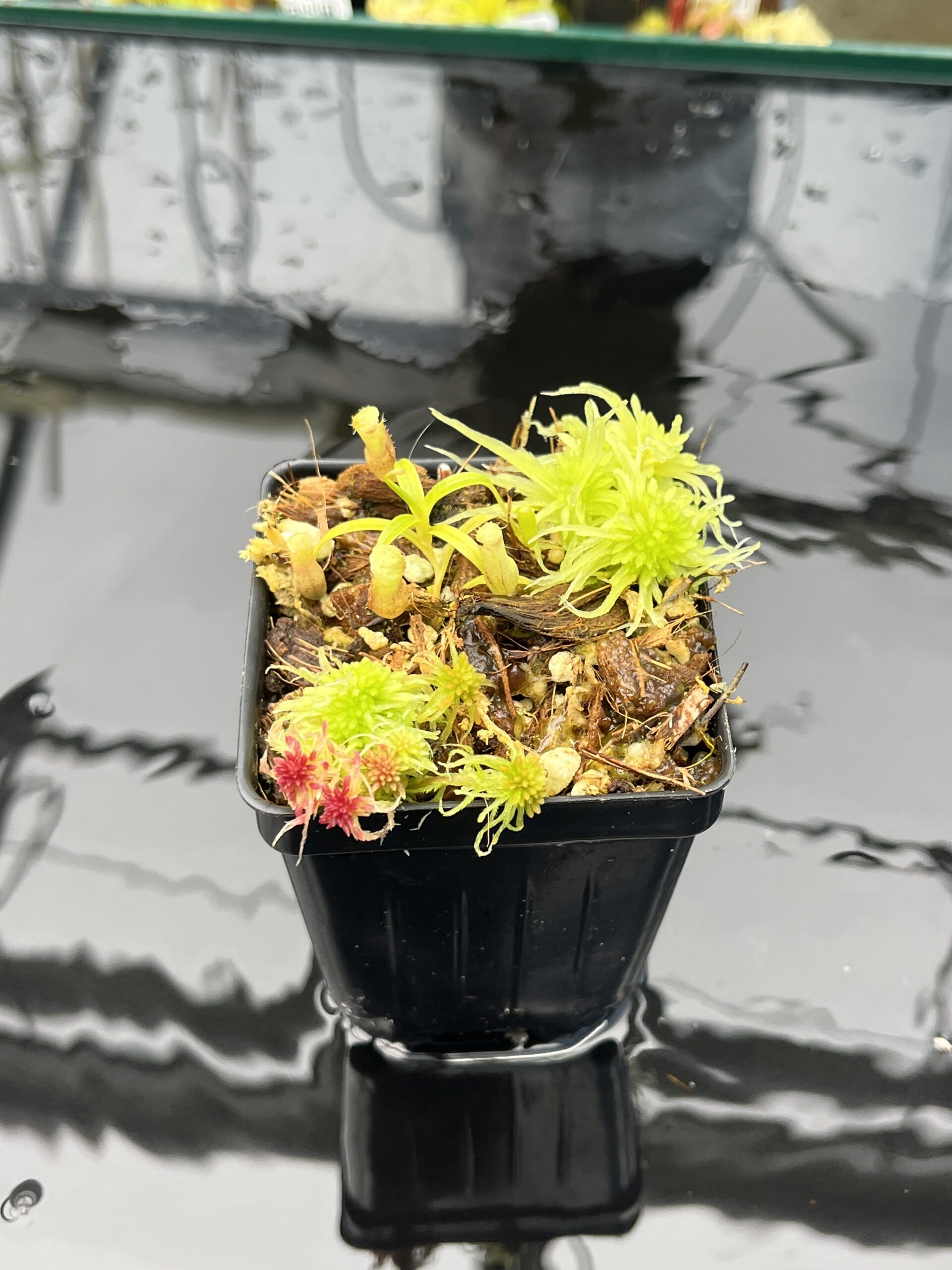 Close Up of Nepenthes jamban | Florae Collaborative | FC-026.IC | H25834