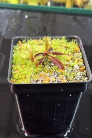 Close Up of Nepenthes lamii (Doorman's Top) | Andreas Wistuba | AW-W | H25745
