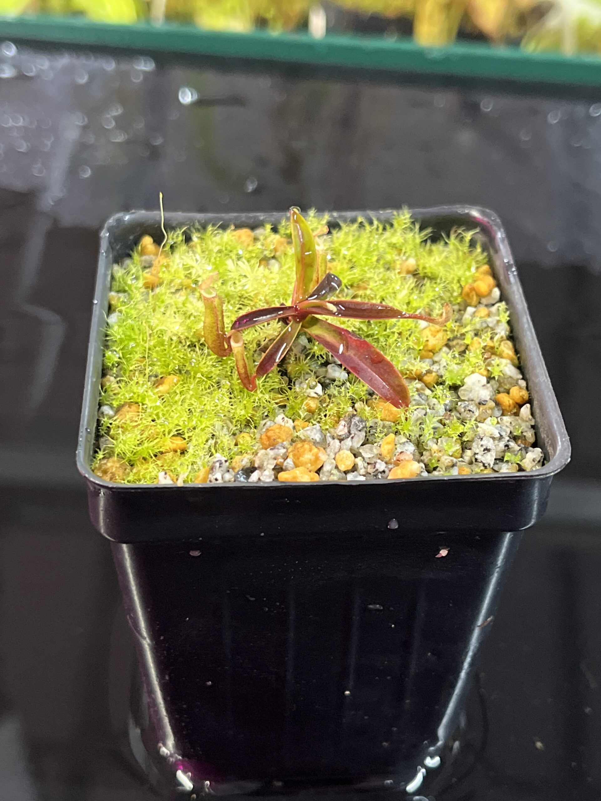 Close Up of Nepenthes lamii (Doorman's Top) | Andreas Wistuba | AW-W | H25745