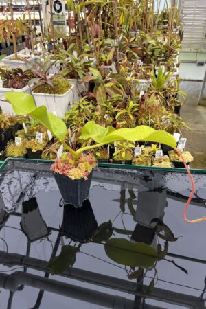 Close Up of Nepenthes lowii x truncata - 'Giant' | Exotica Plants | | IN25846