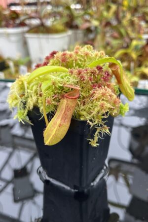 Close Up of Nepenthes (lowii x truncata squat) x edwardsiana | Andreas Wistuba | AW-ISC) | IN25849