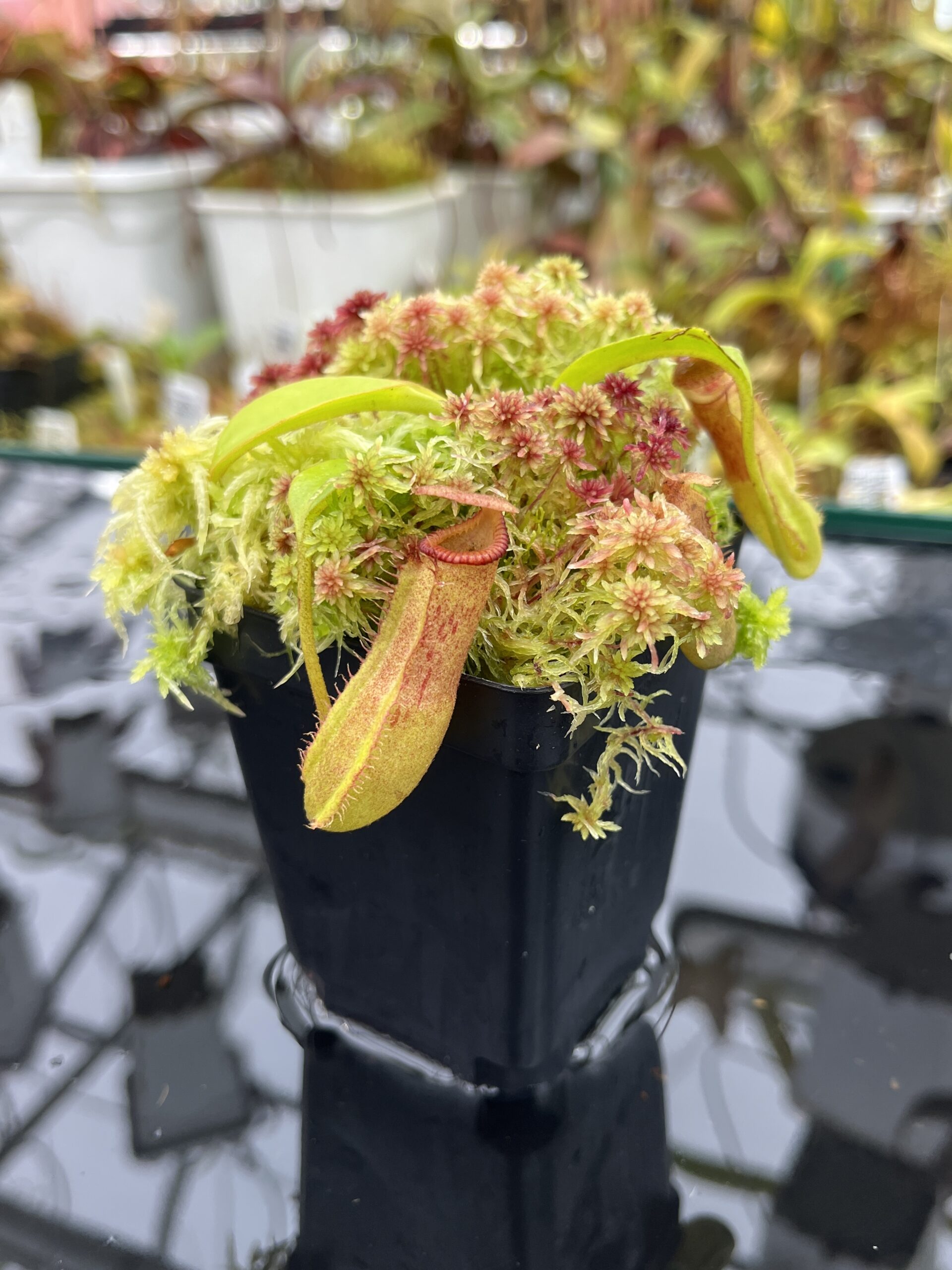 Close Up of Nepenthes (lowii x truncata squat) x edwardsiana | Andreas Wistuba | AW-ISC) | IN25849