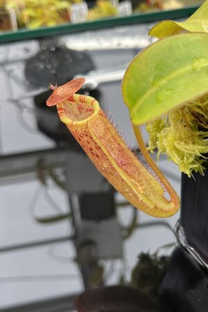 Close Up of Nepenthes (lowii x truncata) x (burbidgeae x lowii) | Andreas Wistuba | AW-ISC | IN25848