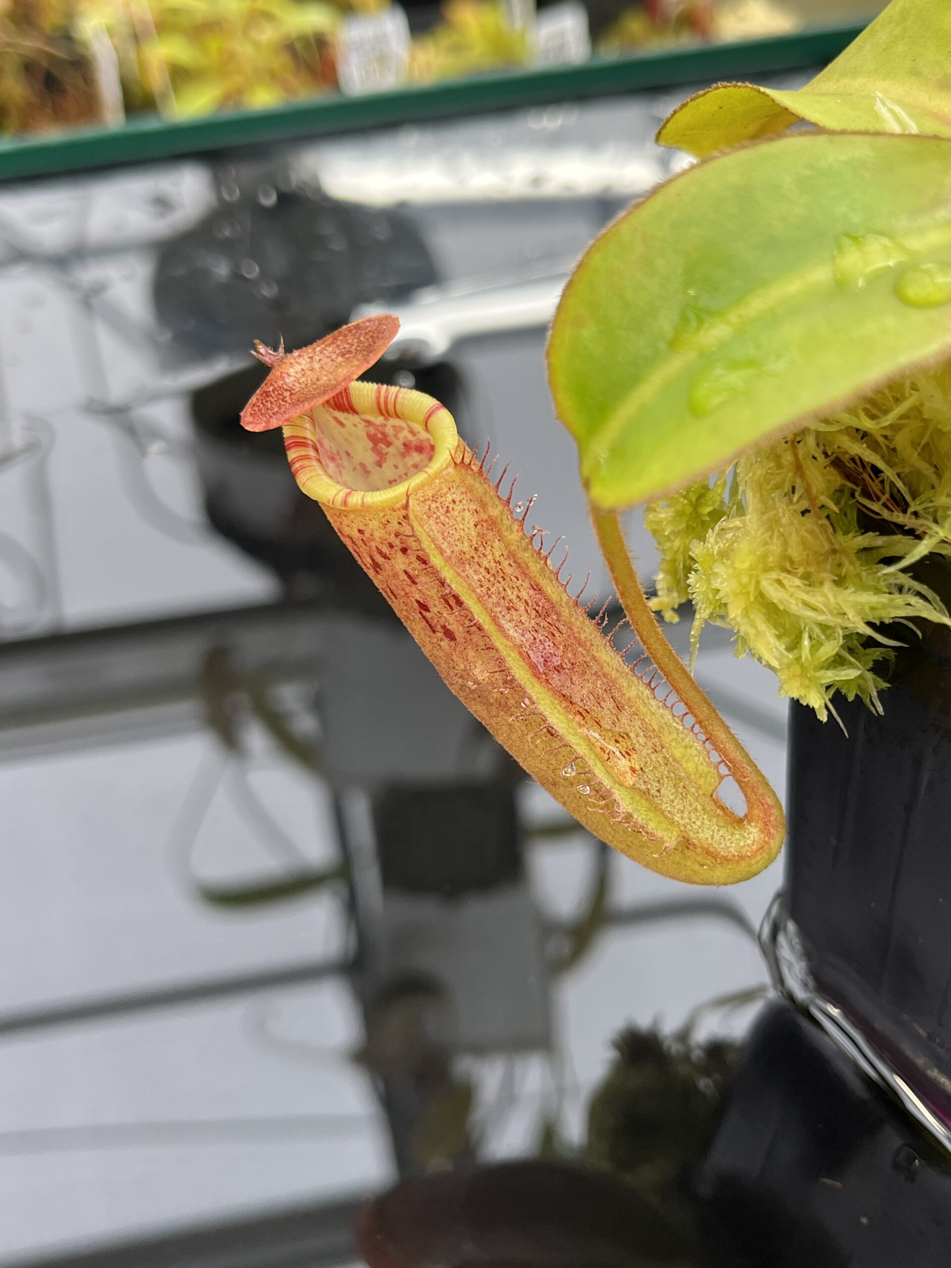Close Up of Nepenthes (lowii x truncata) x (burbidgeae x lowii) | Andreas Wistuba | AW-ISC | IN25848