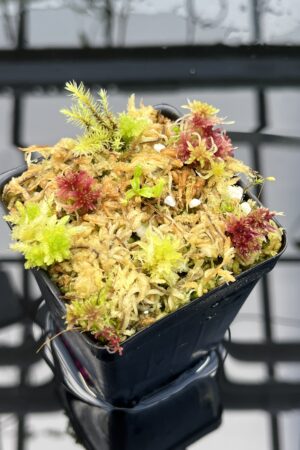 Close Up of Nepenthes (lowii x truncata) x edwardsiana | Mike Kevin Smith | MKS-638.00 | IN25722