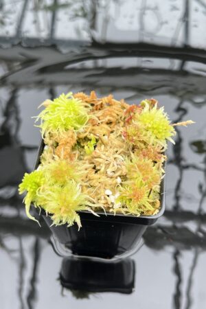 Close Up of Nepenthes (lowii x truncata) x edwardsiana | Mike Kevin Smith | MKS-638.00 | IN25819