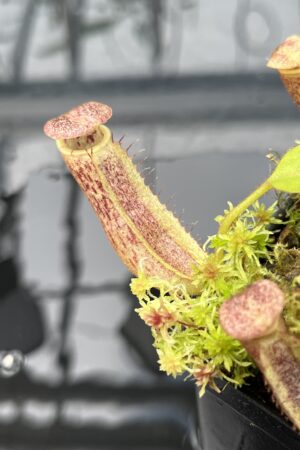 Close Up of Nepenthes [(lowii x veitchii) red x burbidgeae] x veitchii (K) #18 EP | Florae Collaborative | | IN25658