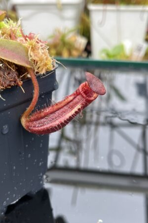Close Up of Nepenthes lowii x veitchii (striped peristome) | Andreas Wistuba | AW-RSC | IN25813