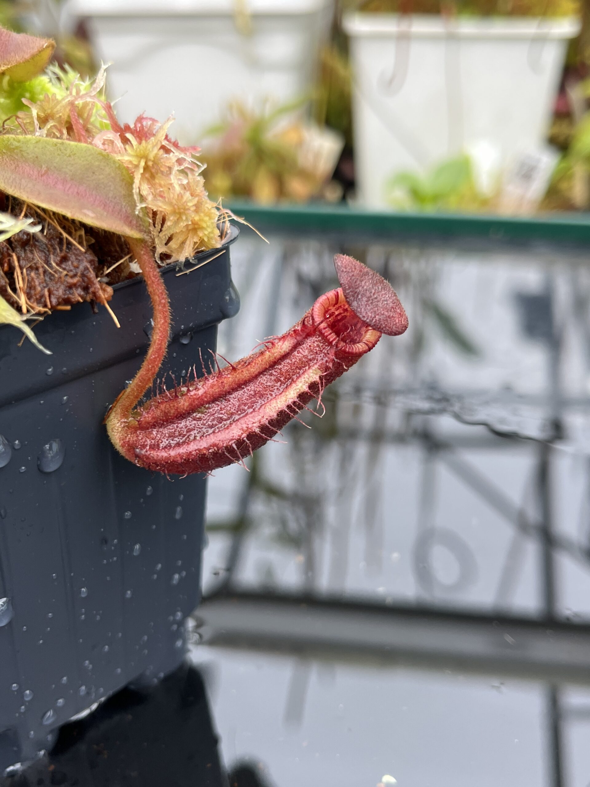 Close Up of Nepenthes lowii x veitchii (striped peristome) | Andreas Wistuba | AW-RSC | IN25813