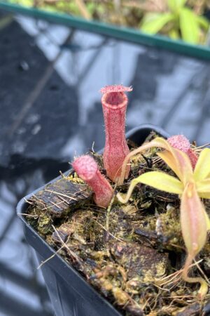 Close Up of Nepenthes [(lowii x veitchii) x boschiana] x [(veitchii x maxima) x veitchii] x (lowii x merrilliana) | Florae | Clone 6 | Florae Collaborative | FC-398.06 | IN25647