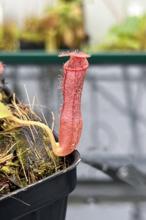 Close Up of Nepenthes [(lowii x veitchii) x boschiana] x [(veitchii x maxima) x veitchii] x (lowii x merrilliana) | Florae Collaborative | FC-398.08 | IN25646