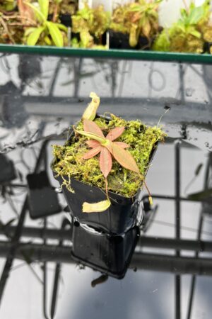 Close Up of Nepenthes mapuluensis | Jeremiah Harris | JH-143.01 | IN25657