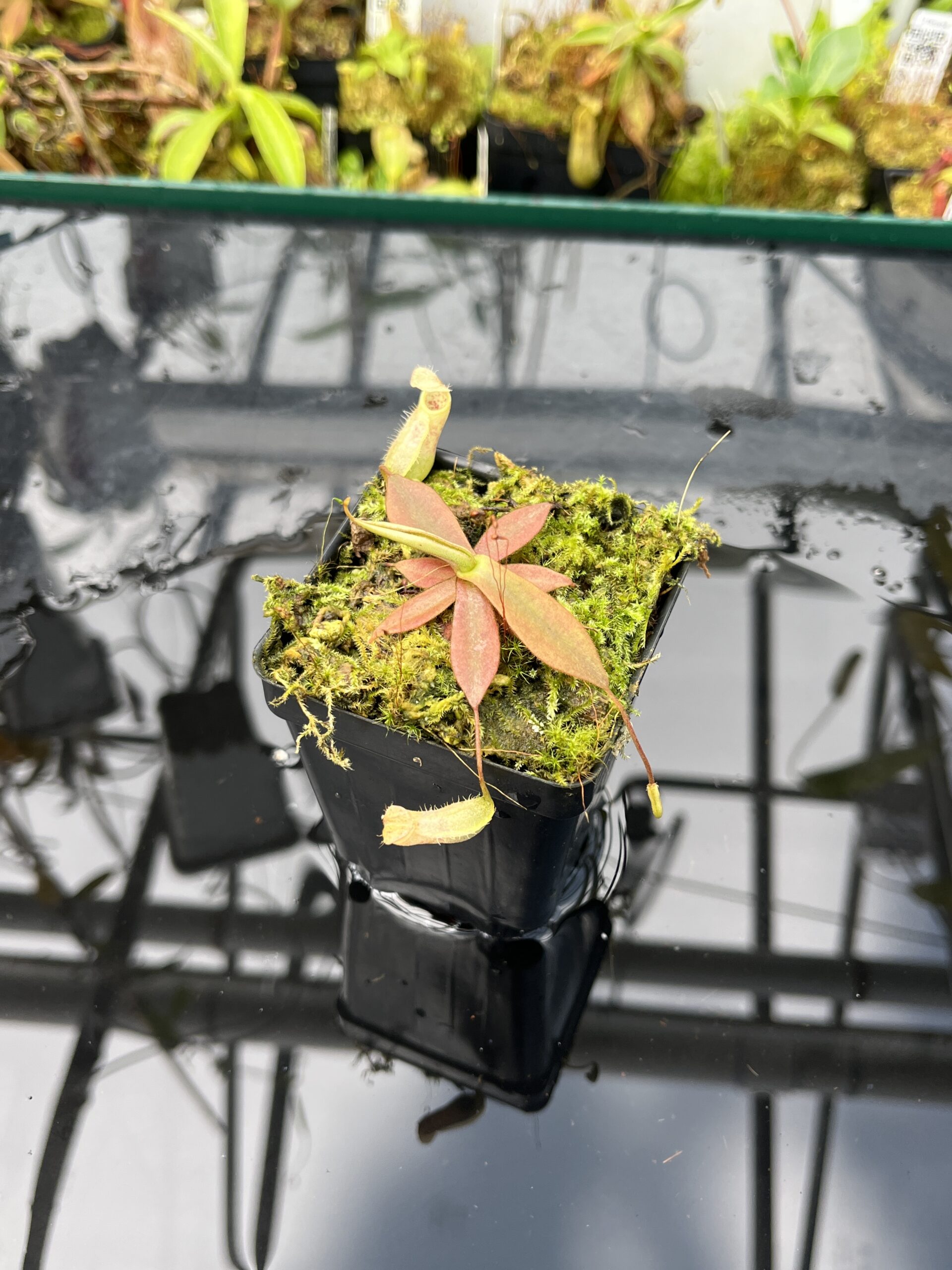 Close Up of Nepenthes mapuluensis | Jeremiah Harris | JH-143.01 | IN25657