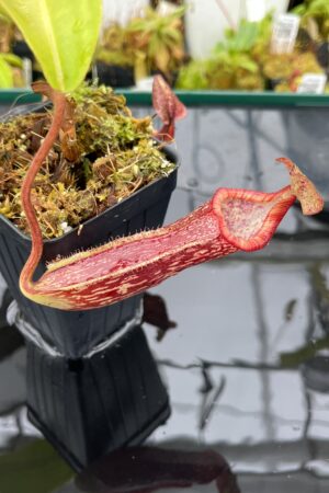 Close Up of Nepenthes maxima x (lowii x macrophylla) | Borneo Exotics | BE-3709 | IN25636