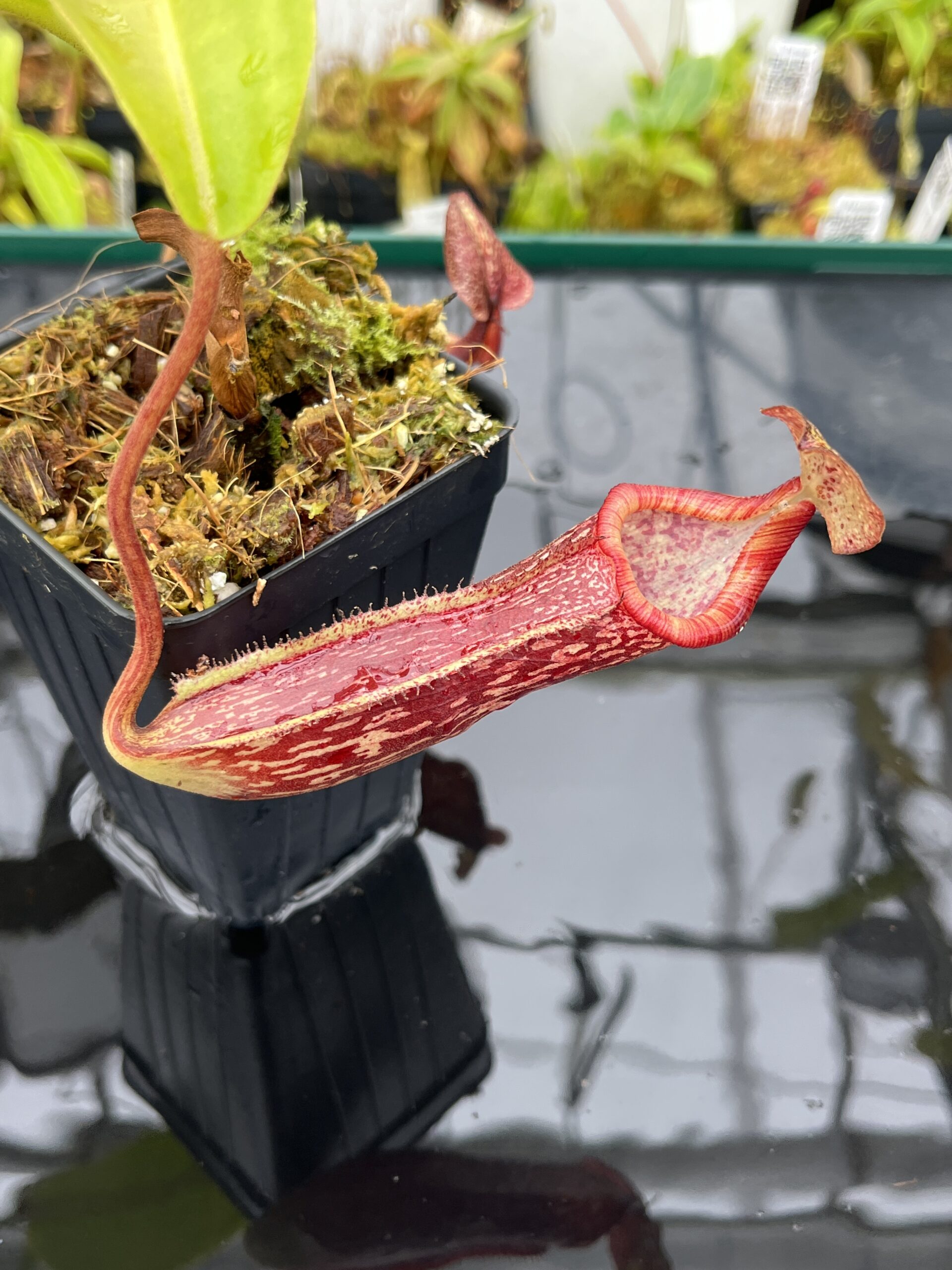Close Up of Nepenthes maxima x (lowii x macrophylla) | Borneo Exotics | BE-3709 | IN25636