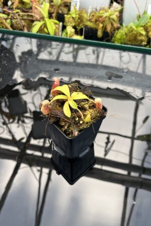 Close Up of Nepenthes maxima x villosa | Jeremiah Harris | Assorted Clones | | -375 | IN25669
