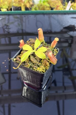 Close Up of Nepenthes maxima x villosa | Jeremiah Harris | Assorted Clones | | -375 | IN25730